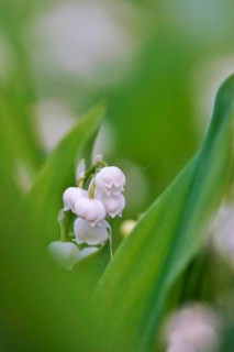 Lily of the valley, Germany, Europe