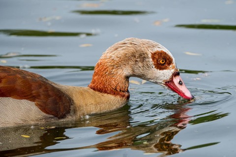 Egyptian geese (Alopochen aegyptiaca) in the River Main, Offenbach am Main, Hesse, Germany, Europe