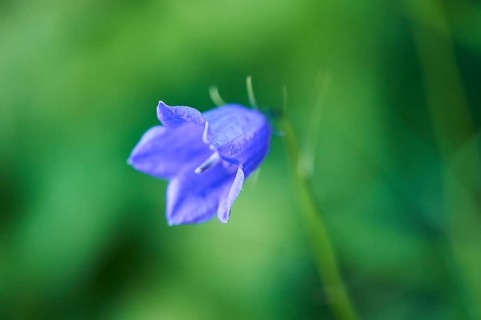 Earleaf bellflower (Campanula cochleariifolia) blooming in the mountains at Hochalpenstrasse,