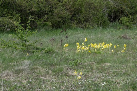 Common cowslip (Primula veris), Thuringia, Germany, Europe