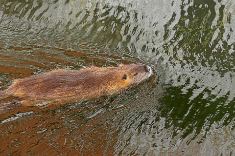 Adult Nutria (Myocastor coypus) swimming, Wilhelmsburg, Hamburg, Germany, Europe
