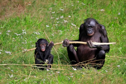 Bonobo, bonobo (Pan Paniscus), female, adult, young animal, feeding, Great ape, Primate,