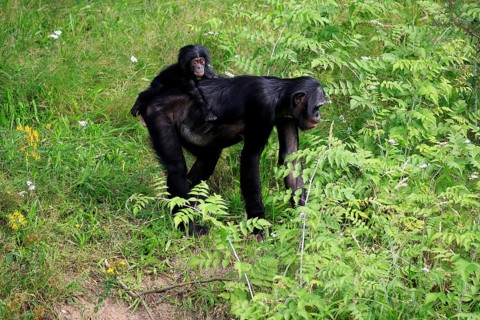 Bonobo, bonobo (Pan Paniscus), female, adult, young animal, foraging, Great ape, Primate,
