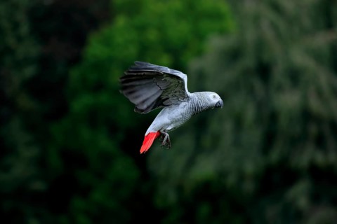 African grey parrot, (Psittacus erithacus timneh), adult, flying, captive