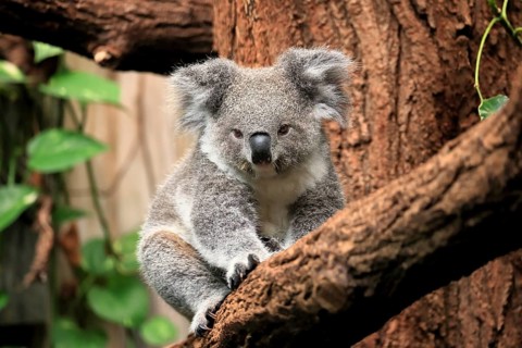 Koala (Phascolarctos cinereus), subadult, half-grown, on tree, alert, captive, Australia, Oceania