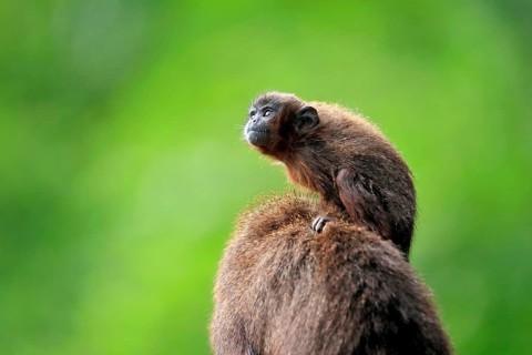 Coppery titi (Plecturocebus cupreus), young animal, on mother's back, baby, alert, captive, South