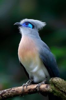 Crested coua (Coua cristata), Crested coua, adult, perch, captive, Madagascar, Africa