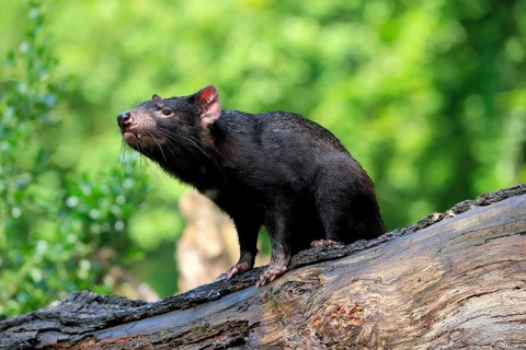 Tasmanian devil (Sarcophilus harrisii), adult, vigilant, on tree trunk, captive, Tasmania,