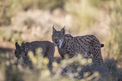Iberian lynx female with young animal, Iberian lynx (Lynx pardinus), Extremadura, Castilla La