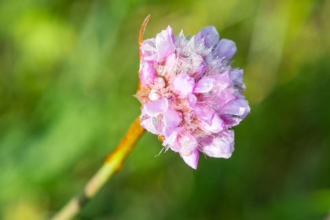 Sea thrift (Armeria maritima), also common Lady's Cushion, Flower of the Year 2024, focus on a