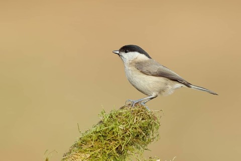 Marsh tit (Parus palustris) sitting on a tree stump, side view, Wilnsdorf, North Rhine-Westphalia,