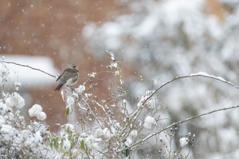 Fieldfare (Turdus pilaris) adult bird perched on a garden hedge in a snowstorm, England, United