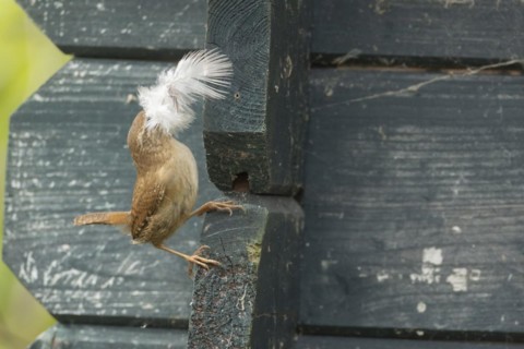 European wren (Troglodytes troglodytes) adult bird with a feather for nesting material in its beak