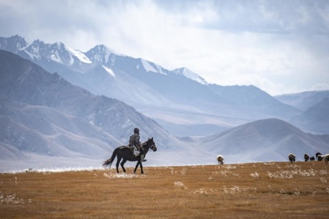 Nomadic life on a plateau, shepherd on horse, flock of sheep, dramatic high mountains, Tian Shan