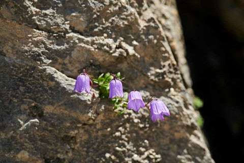 Earleaf bellflower (Campanula cochleariifolia) blooming in the mountains at Hochalpenstrasse,