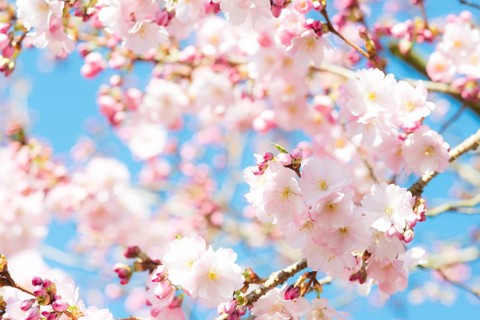 Japanese cherry (Prunus serrulata), also Oriental Cherry, East Asian Cherry or Grannen Cherry,