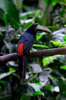 Black-necked aracari (Pteroglossus aracari), adult, on tree, captive, South America