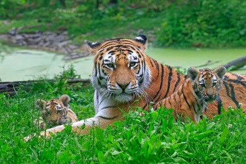 Siberian tiger (Panthera tigris altaica), adult, female, two young animals, mother with two cubs,