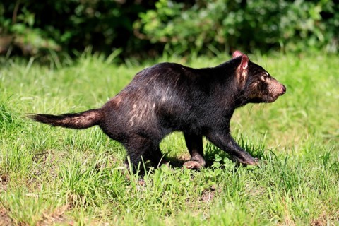 Tasmanian devil (Sarcophilus harrisii), adult, vigilant, running, captive, Tasmania, Australia,
