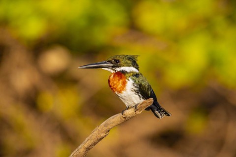 Green Kingfisher (Chloroceryle americana) Pantanal Brazil