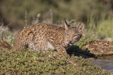 Pardell Lynx female, Iberian Lynx (Lynx pardinus), Extremadura, Castilla La Mancha, Spain, Europe