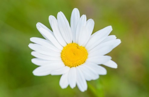 Fresh marguerite, meagre meadow marguerite (Leucanthemum vulgare) (synonym: Chrysanthemum