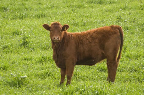 Beautiful red angus calves grazing nutritious pasture, Cambara do sul, Rio Grande do sul, Brazil,