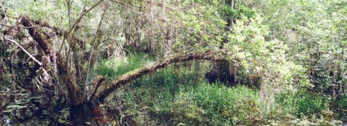Kirby Storter Roadside Park, Tamiami Trail East, Ochopee, Everglades, Florida, USA, North America
