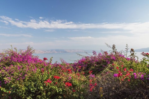 Purple and red bougainvillea flowers in garden overlooking the Sea of Galilee and the Golan Heights