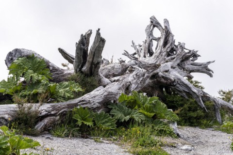 Trees burned by volcanic eruption, Chaiten Volcano, Carretara Austral, Chile, South America