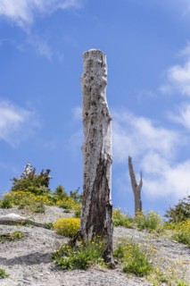 Trees burned by eruption, Chaiten Volcano, Carretara Austral, Chile, South America