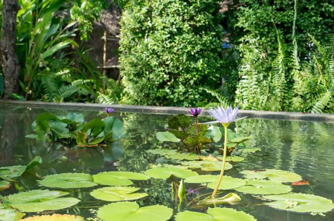 Image of pond with waterlilies in botanical garden. Phuket, Thailand, Asia