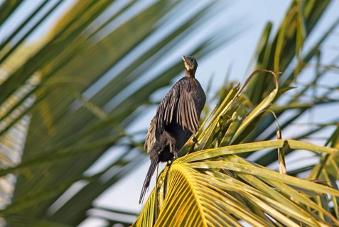 Great Cormorant (Phalacrocorax carbo) on a Palm tree, Backwaters, Kumarakom, Kerala, India, Asia