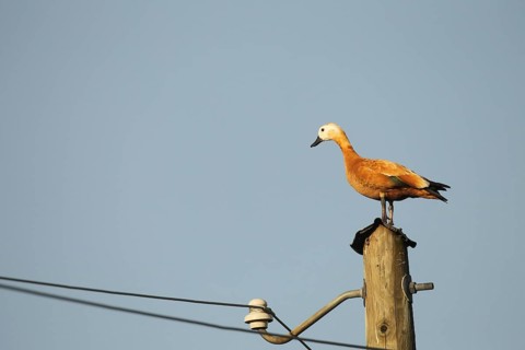Ruddy shelduck (Tadorna ferruginea) female animal resting on a power pole, Allgaeu, Bavaria,