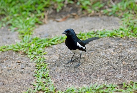 Oriental Magpie-Robin (Copsychus saularis) or Oriental Magpie-Robin, Backwaters, Kumarakom, Kerala,