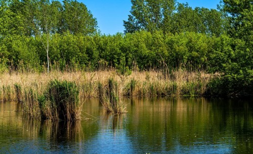 Nature at the large cleaning pond in Beech Forest, Hobrechtswald, Beech, Brandenburg, Germany,