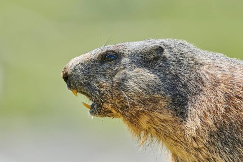 Portrait of an Alpine marmot (Marmota marmota) s, Grossglockner, High Tauern National Park,