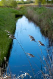 Grasses at a ditch on the North Sea coast, Hagermarsch, East Frisia, Lower Saxony, Germany, Europe