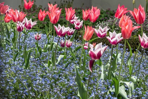 Tulips (Tulipa) and Forget-me-nots (Myosotis sylvestris), Weimar, Thuringia, Germany, Europe