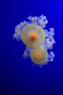Fried egg jellyfish (Cotylorhiza tuberculata), in water, captive, Mediterranean Sea