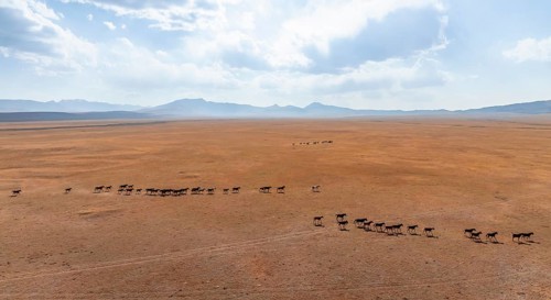 Herd of horses, Aerial view, Vast empty landscape at the mountain lake Song Kul in autumn, Moldo