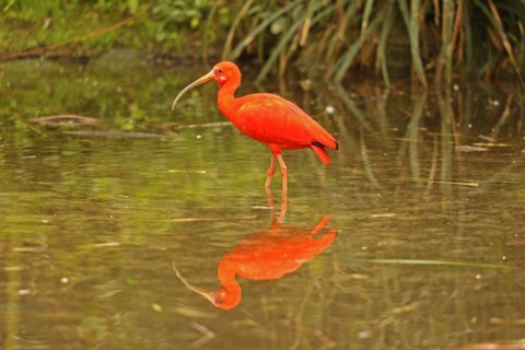 Scarlet ibis (Eudocimus ruber)