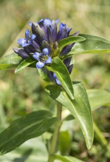 Flowers of the star gentian (Gentiana cruciata), Valais, Switzerland, Europe