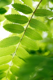 Rowan tree leaf in detail