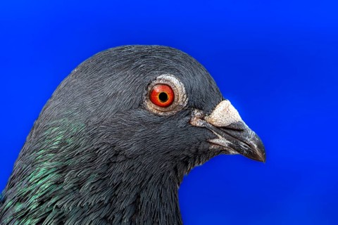 Street pigeon, city domestic pigeon (Columba livia domestica) on the banks of the Main, Offenbach