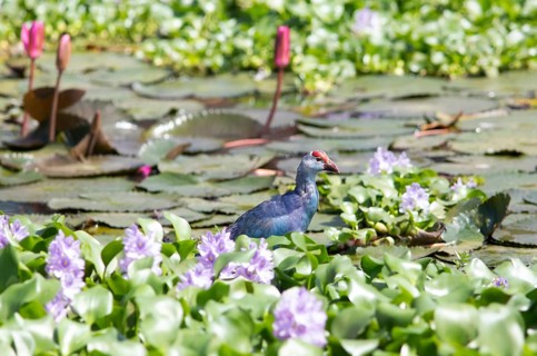 Grey-headed swamphen (Porphyrio porphyrio) on water hyacinths, Backwaters, Kumarakom, Kerala,