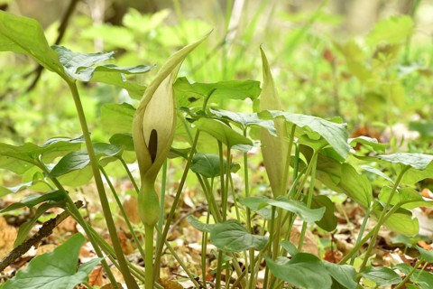 Leaves and flowers of the common arum (Arum maculatum) in the forest of the Hunsrueck-Hochwald