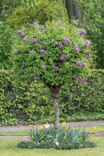 Russian Garden in the Belvedere Palace Park, Weimar, Thuringia, Germany, Europe