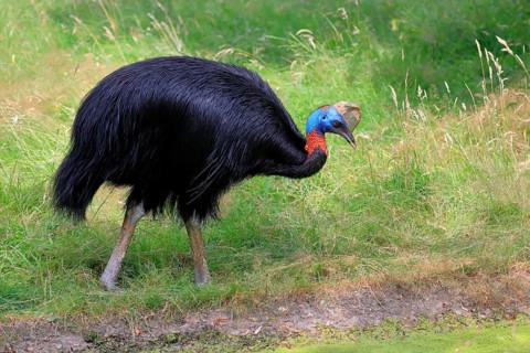 Northern cassowary (Casuarius unappendiculatus), adult, foraging, captive, Papua New Guinea,