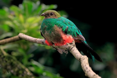 Golden-headed quetzal (Pharomachrus auriceps), adult, on tree, captive, South America